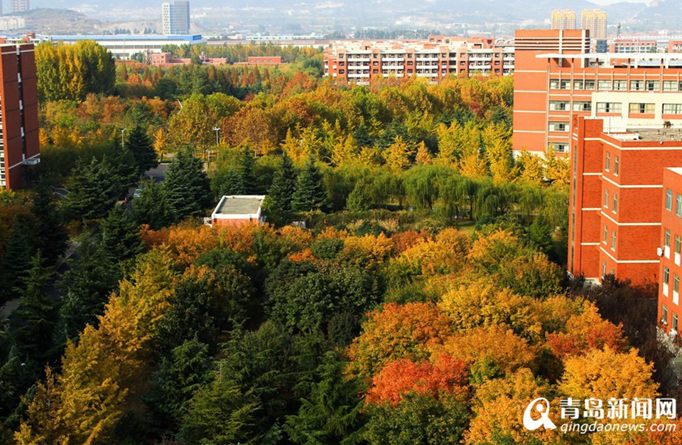 高清：山科大校园美美哒 杏叶金黄枫叶正红