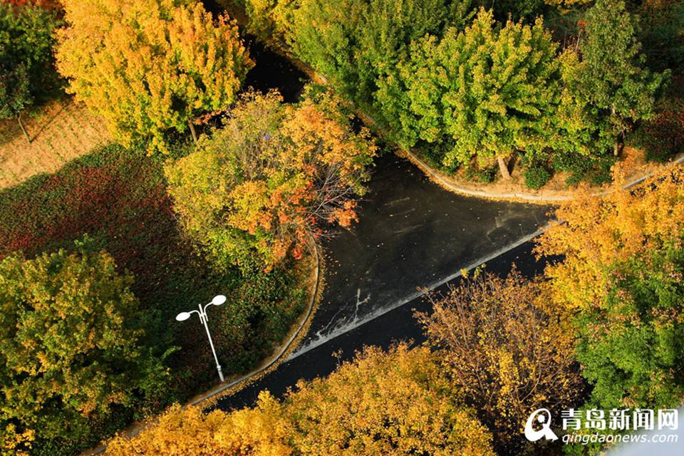 高清：山科大校园美美哒 杏叶金黄枫叶正红