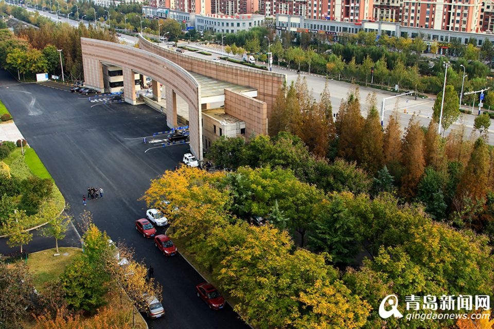 高清：山科大校园美美哒 杏叶金黄枫叶正红