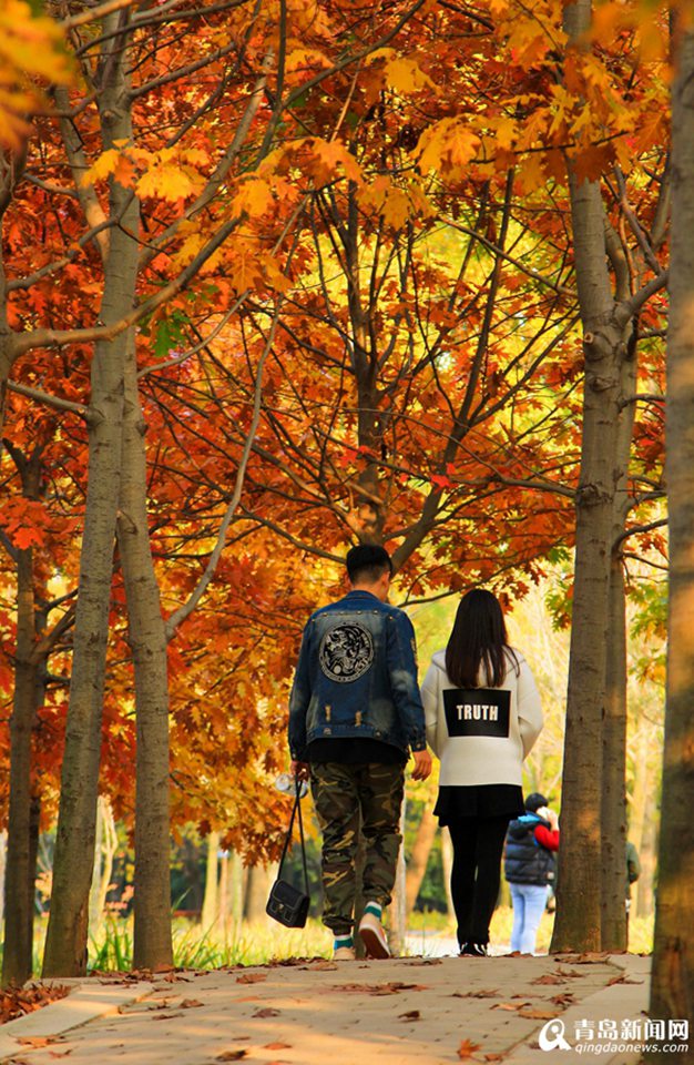 高清：山科大校园美美哒 杏叶金黄枫叶正红