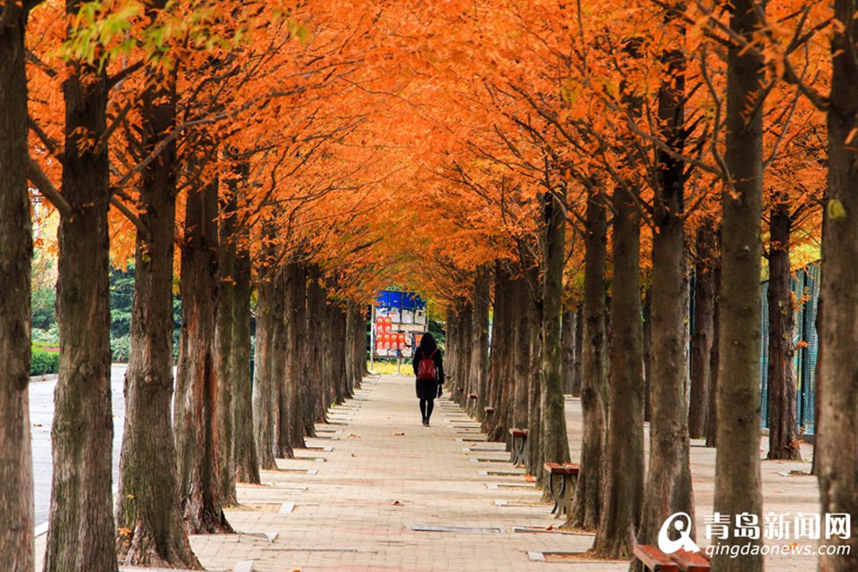 高清：山科大校园美美哒 杏叶金黄枫叶正红
