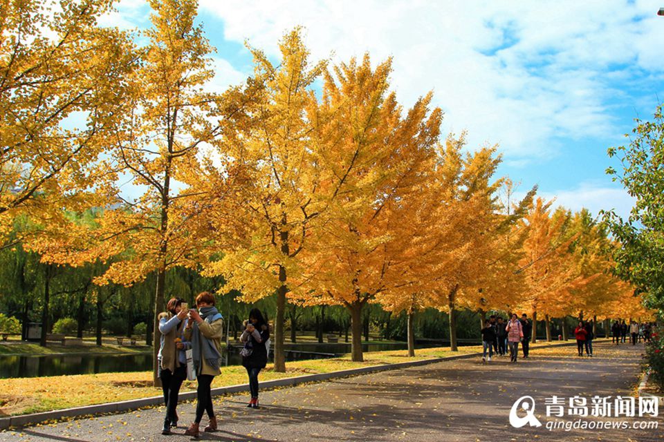 高清：山科大校园美美哒 杏叶金黄枫叶正红