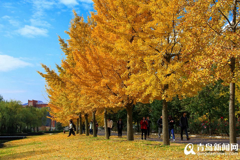 高清：山科大校园美美哒 杏叶金黄枫叶正红