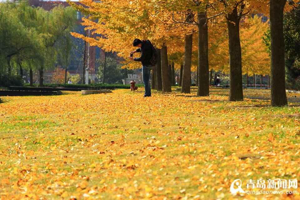 高清：山科大校园美美哒 杏叶金黄枫叶正红