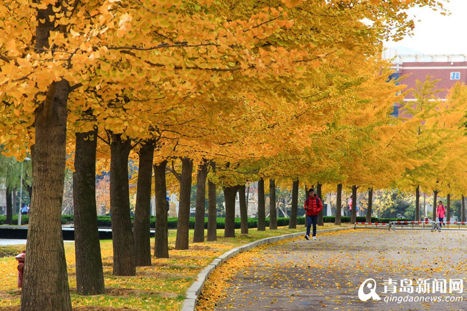 高清：山科大校园美美哒 杏叶金黄枫叶正红