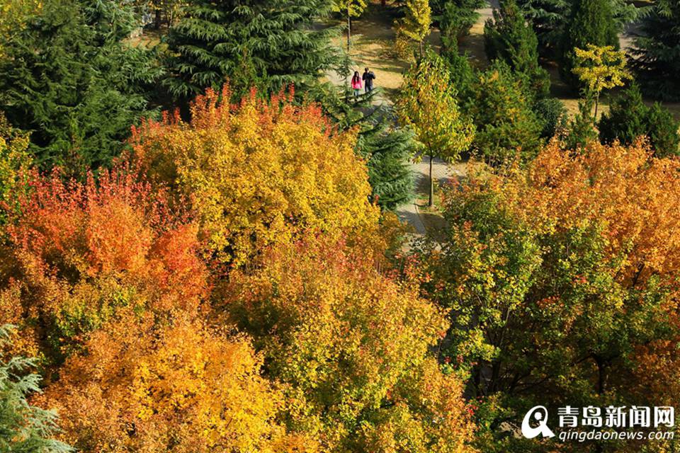 高清：山科大校园美美哒 杏叶金黄枫叶正红