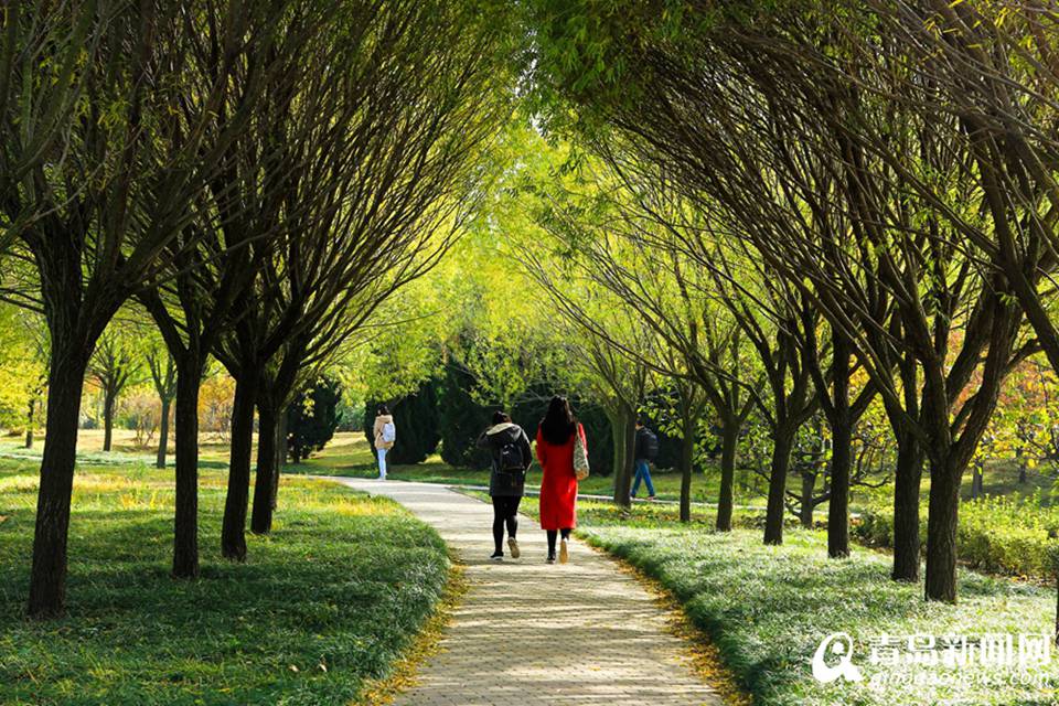 高清：山科大校园美美哒 杏叶金黄枫叶正红