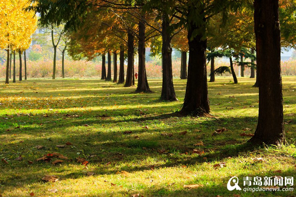 高清：山科大校园美美哒 杏叶金黄枫叶正红