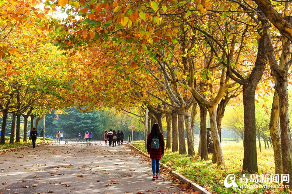 高清：山科大校园美美哒 杏叶金黄枫叶正红