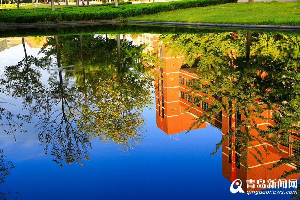 高清：山科大校园美美哒 杏叶金黄枫叶正红