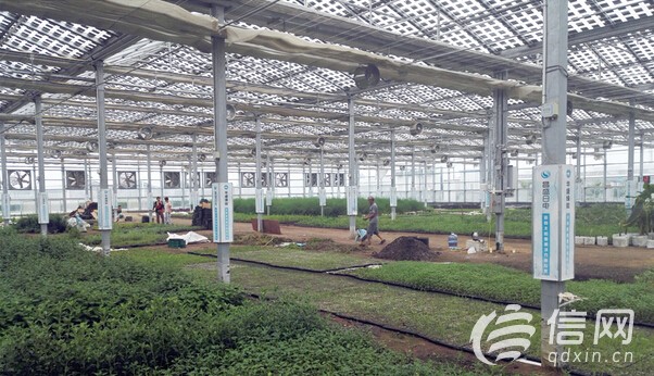 东西扶贫开创'青岛模式' 获习总书记点赞(图)