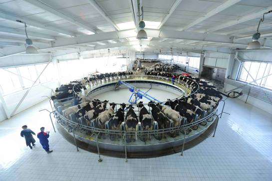 （转盘挤奶）伊利集团引进带有电子精确计量和奶牛自动识别系统的国际一流挤奶设施，并确保奶牛产出的原奶完全在封闭状态下进入流通、检测、生产等环节，全程不与外界接触。目前，伊利集团针对原料奶的检测已经达到117项，多重检验工序确保原料奶的安全品质