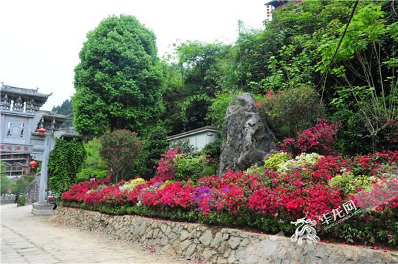 2花海龚滩里怪石与三角梅相互辉映 通讯员邱洪斌 摄 (2).jpg