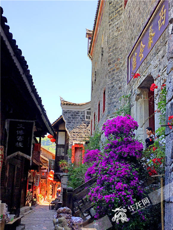 3花海龚滩随处可见形态各异、五颜六色的三角梅 通讯员邱洪斌 摄.jpg