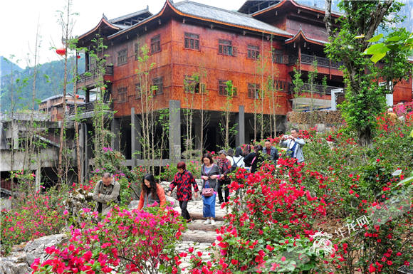 盛开艳丽的三角梅吸引游客驻足观看。 通讯员 邱洪斌 摄.jpg