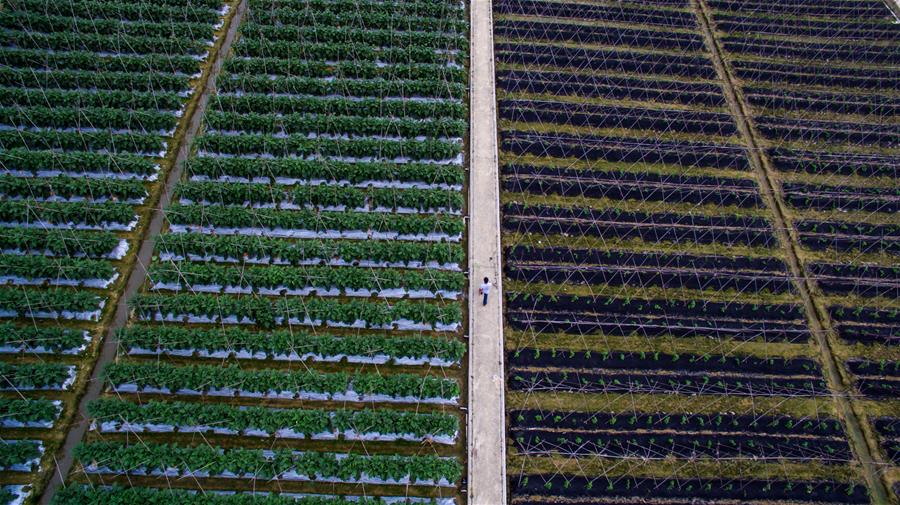 （香港回归二十周年）（1）从田间到菜篮——供港蔬菜的跨境之旅