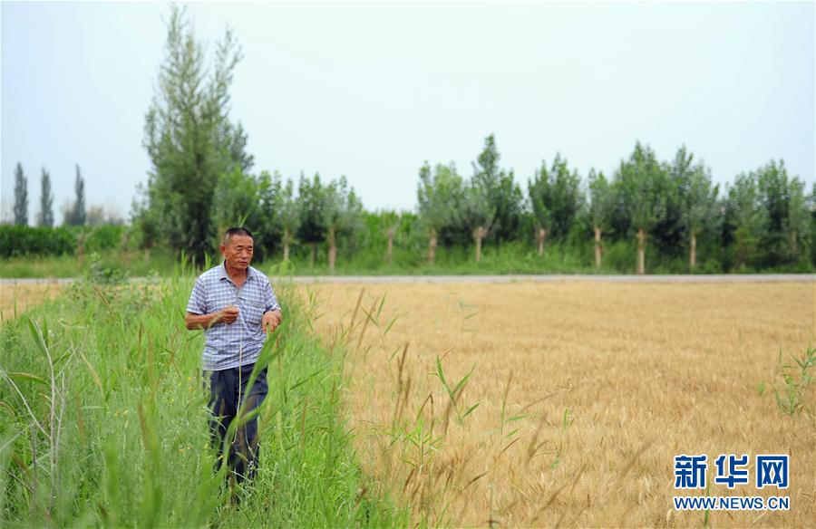 （守望相助70载·壮美亮丽内蒙古）（2）内蒙古成为我国重要商品粮输出基地