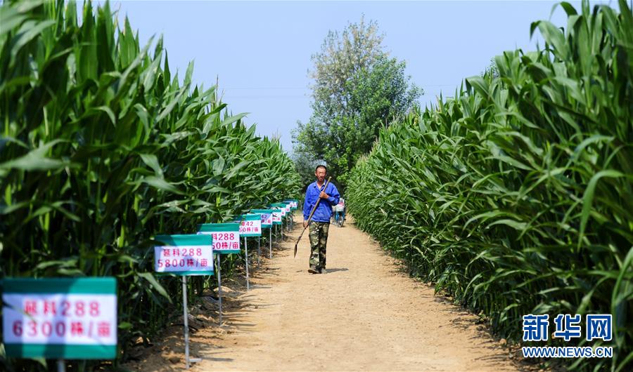 （守望相助70载·壮美亮丽内蒙古）（1）内蒙古成为我国重要商品粮输出基地