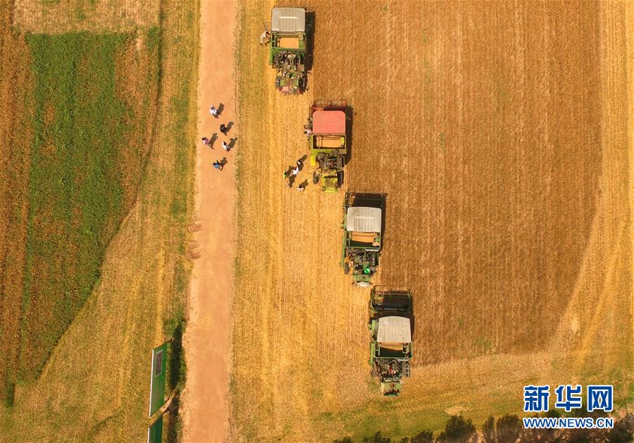 （守望相助70载·壮美亮丽内蒙古）（4）内蒙古成为我国重要商品粮输出基地