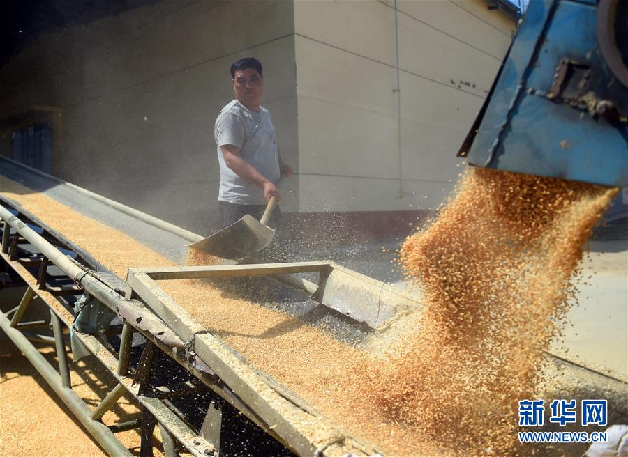 （守望相助70载·壮美亮丽内蒙古）（5）内蒙古成为我国重要商品粮输出基地