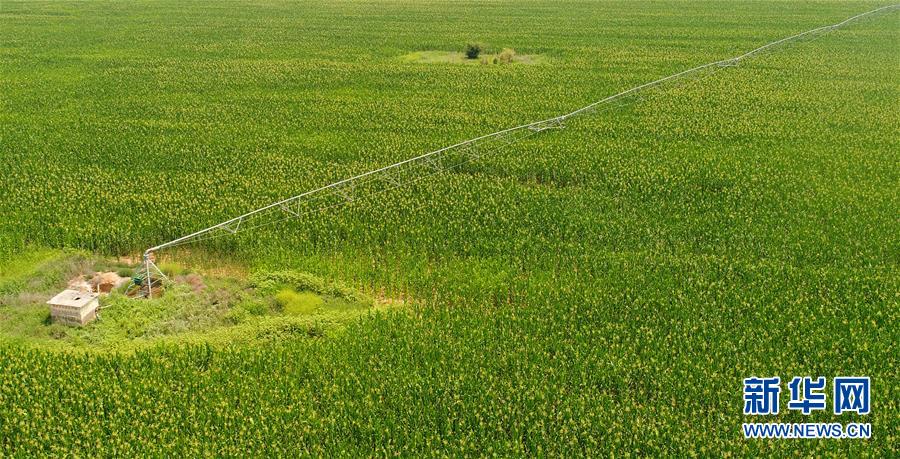 （守望相助70载·壮美亮丽内蒙古）（3）内蒙古成为我国重要商品粮输出基地