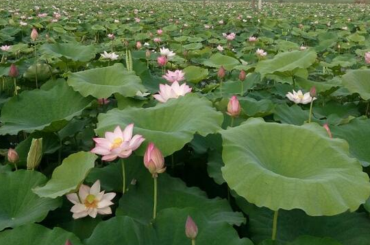 天柱渡马赏荷看戏 “美丽乡村”惹人醉