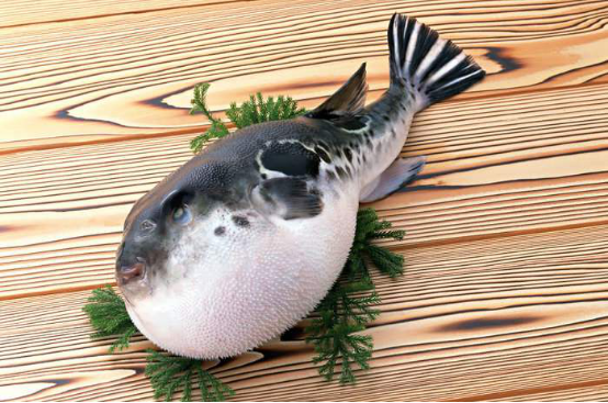 雍容荟河豚 雍容荟河豚