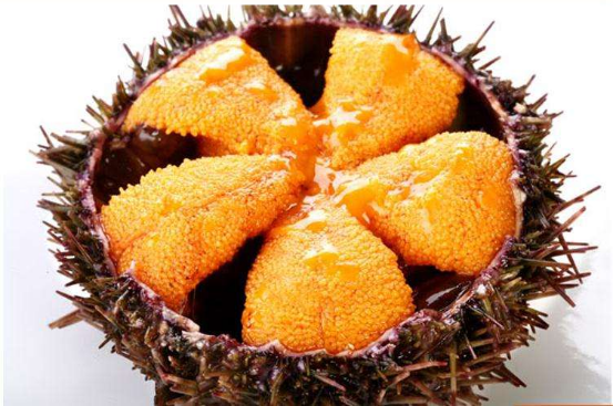 雍容荟活海胆 雍容荟活海胆