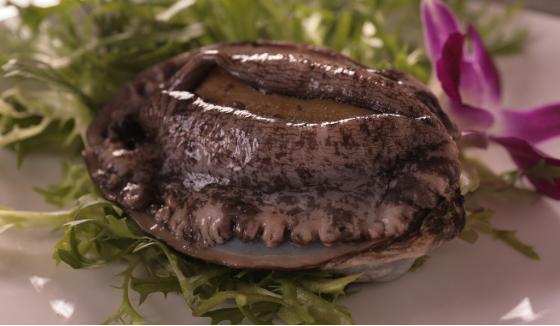 雍容荟活鲍鱼 雍容荟活鲍鱼