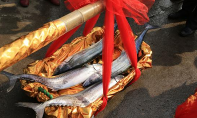 鲅鱼节开幕在即 青岛女婿们准备好了吗？