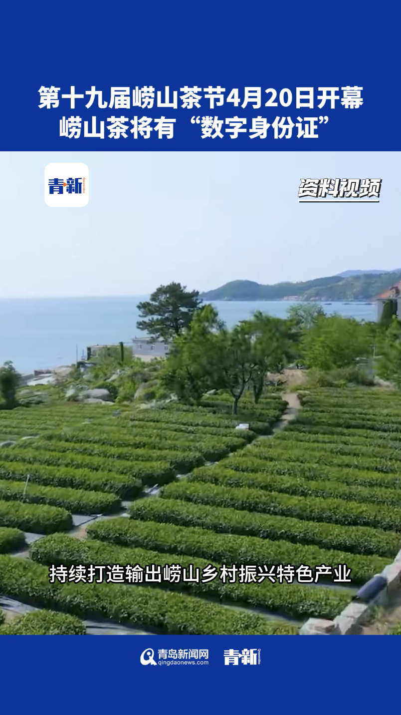 第十九届崂山茶节4月20日开幕 崂山茶将有"数字身份证