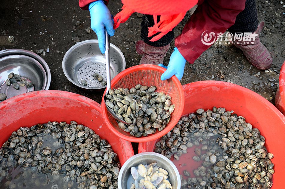 腊月青岛大集之上马集:海鲜满市腥味十足