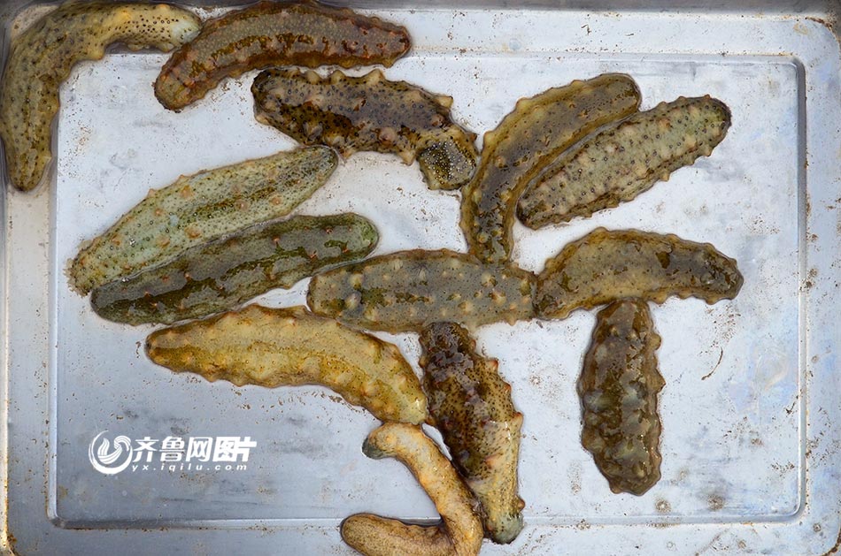 腊月青岛大集之上马集:海鲜满市腥味十足