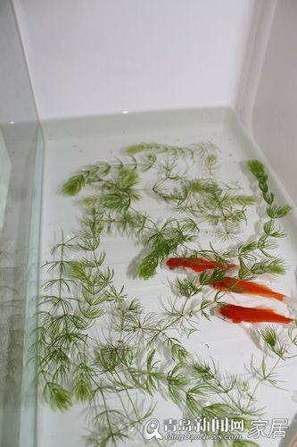 优纳特,新店开业,8.6,环保整体橱柜,青岛