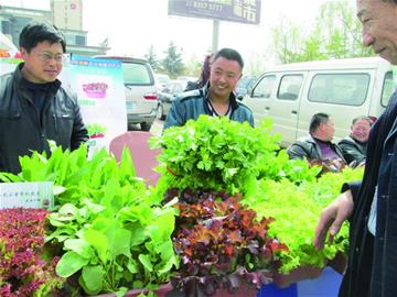 鱼缸养蔬菜金鱼根中游 翠绿鲜红好看又好吃 鱼缸养蔬菜金鱼根中游 翠绿鲜红好看又好吃