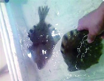 干炸未恋爱小鱼成酒店招牌 网友举报滥捕鱼苗