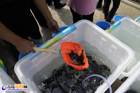 干炸未恋爱小鱼成酒店招牌 网友举报滥捕鱼苗