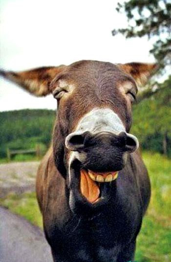 笑动物们的开怀一笑