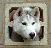 那些被卡住的呆萌动物：哈士奇脑袋卡在墙缝中