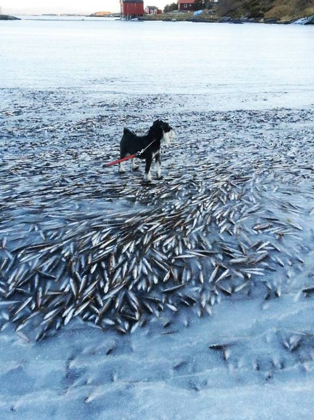 挪威鱼群被冻僵凝固冰层内 保持游弋姿态 挪威鱼群被冻僵凝固冰层内 保持游弋姿态